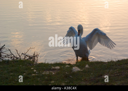 Cygne muet ailes d'étirement Banque D'Images