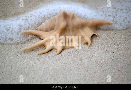 Coquillage de l’araignée Banque D'Images