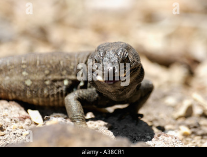 Gallotia galloti lizard (palmae) Banque D'Images