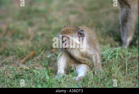 Singe vervet Cercopithecus aethiops maintenant renommé 'Grivet', bébé Banque D'Images