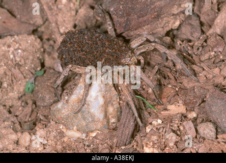 Wolf Spider, Lycosa radiata. Abdomen femelle avec plein de nymphes Banque D'Images