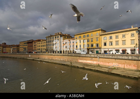 Les bâtiments traditionnels le long de la rivière Arno à Pise avec mouette dans l'air - prises à partir de la ponte di Mezzo (milieu de pont). Banque D'Images