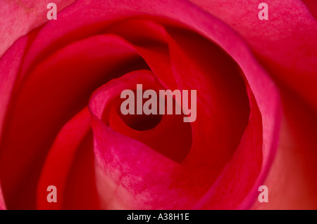 England, UK Une extreme close up des pétales d'une rose rouge (variété inconnue). Banque D'Images