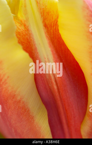 Angleterre, Royaume-Uni. Extreme close up des pétales d'un rouge et d'orange tulip bi-couleur Banque D'Images