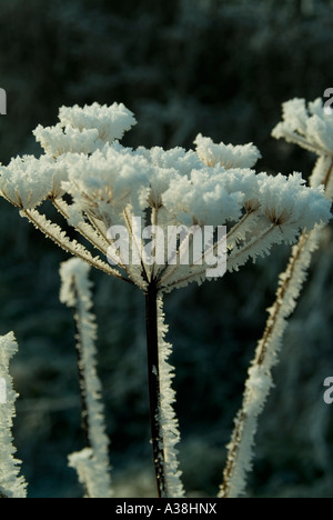 Le givre Le givre blanc sur une tête de graines séchées cow parsley Décembre 2006 Banque D'Images