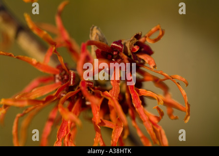 Le Chinois l'hamamélis Hamamelis x intermedia Jelena espèces Banque D'Images