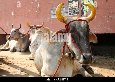 Vache zébu avec cornes peintes pendant Diwali à Orchha, Madhya Pradesh, Inde Banque D'Images