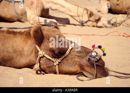 Au repos lors d'un safari de chameau dans le désert de Thar, près de Bikaner, Rajasthan, Inde du Nord Banque D'Images