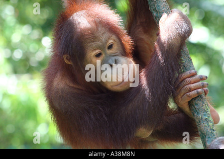 L'orang-outang dans son habitat de forêt tropicale naturelle dans l'Etat de Sabah, Bornéo, Malaisie Banque D'Images