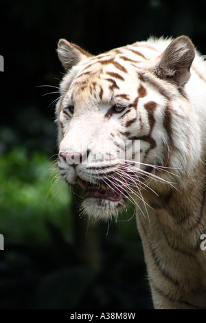 Le tigre du Bengale ou Royal tigre du Bengale (Panthera tigris tigris) dans son habitat Banque D'Images