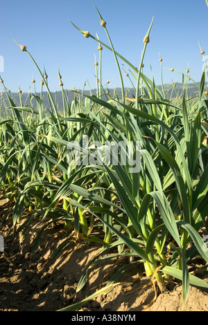 L'ail éléphant growing in field, en Californie Banque D'Images