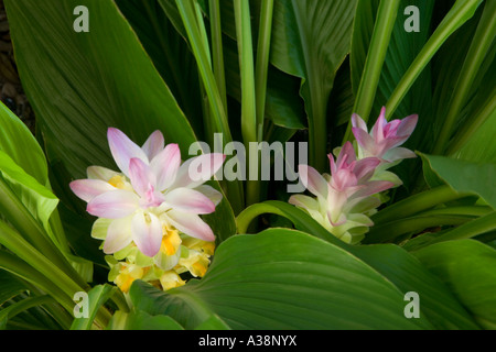 Ginger Lily 'caché' floraison, Florida 'Curcuma' petriolata Banque D'Images