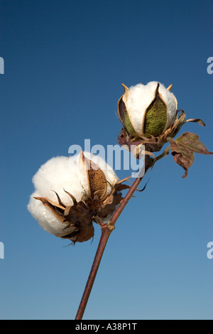 Fruits de coton mature contre un ciel bleu, le Roundup Ready, Géorgie Banque D'Images