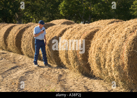 Agriculteur d'arachide marcher avec téléphone cellulaire, balles de foin d'arachide, Banque D'Images