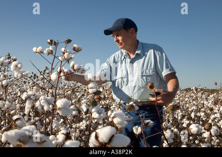 Farmer l'inspection avant la moisson champ de coton, Banque D'Images