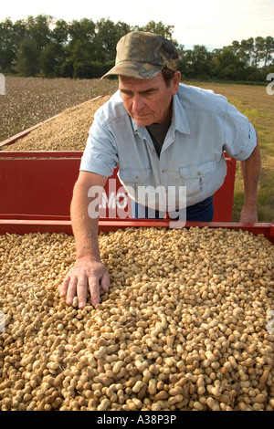 L'inspection des cultures d'arachide récoltées agriculteur Banque D'Images