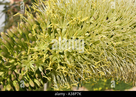 La sétaire verte Agave attenuata Agave cou cygnes ou blossom Algarve Portugal Banque D'Images