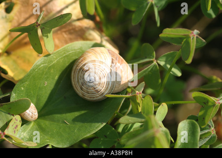 Un petit escargot à rayures sur une feuille Banque D'Images