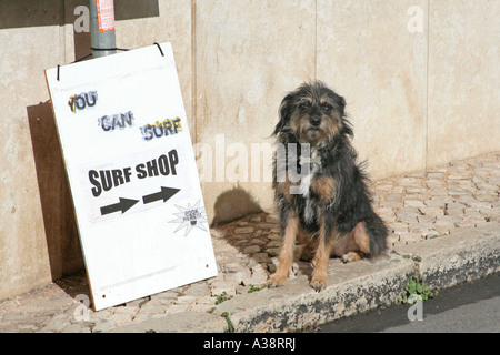 Chien assis sur le trottoir à regarder Surf Shop sign board vous pouvez surfez réservez ici Lagos Algarve Portugal Banque D'Images