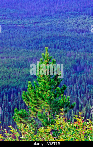 Pine Tree 50 Banque D'Images