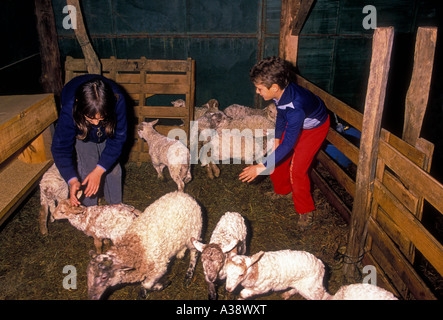 Enfants Basque français, frère et soeur, garçon, fille, moutons en bergerie, moutons, bergerie, Pays Basque, village de Jatxou, France, Europe Banque D'Images