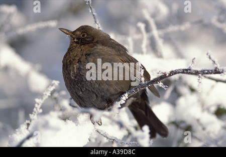 Blackbird femelle en hiver avec givre Turdus merula Pennington Flash Greater Manchester Banque D'Images