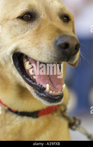 visage de chien Banque D'Images