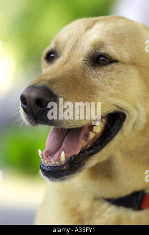 chien Banque D'Images