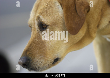 visage de chien Banque D'Images