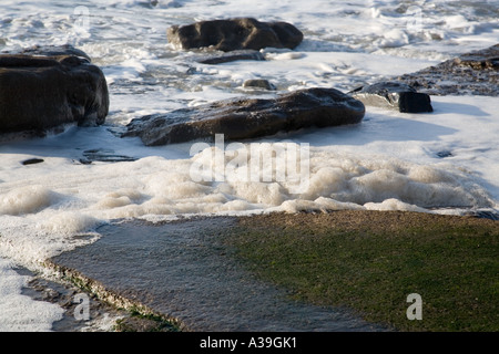 Sale à la mousse de mer réunis autour de roches humides sur une plage Banque D'Images