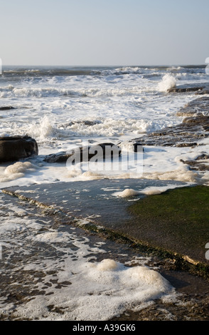 Sale à la mousse de mer réunis autour de roches humides sur une plage Banque D'Images