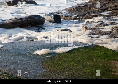 Sale à la mousse de mer réunis autour de roches humides sur une plage Banque D'Images