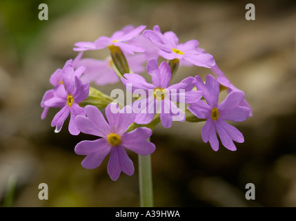Bird's Eye Primrose Primula farinosa Banque D'Images