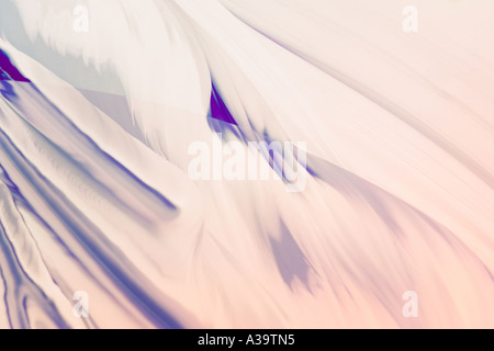 Forme naturelle décorative avec de beaux tons chauds Banque D'Images