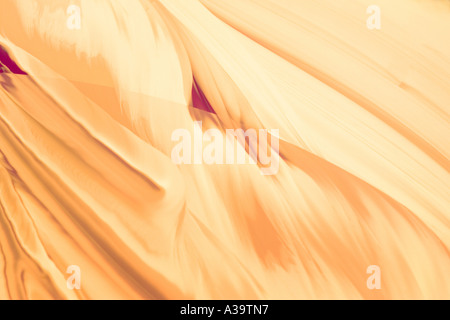 Forme naturelle décorative avec de beaux tons chauds Banque D'Images