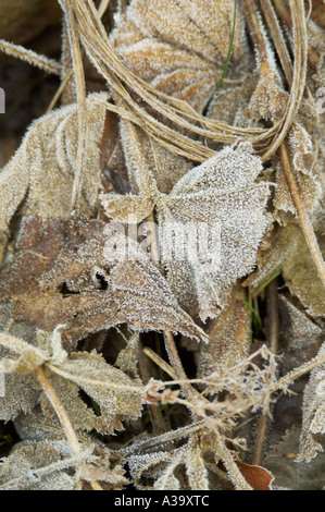 Le gel, gel, froid, froid, météo, glace, hiver, glace, usine, froid, gel, gel, gel, froid, froid, froid, la météo, la glace, Banque D'Images