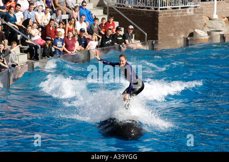 Surf formateur au dos de la fausse orque pendant spectacle- Seaworld San Diego Novembre 2006 Seaworld San Diego Banque D'Images