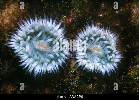 Deux rayures blanches, anémones de mer Anthothoe albocincta Banque D'Images