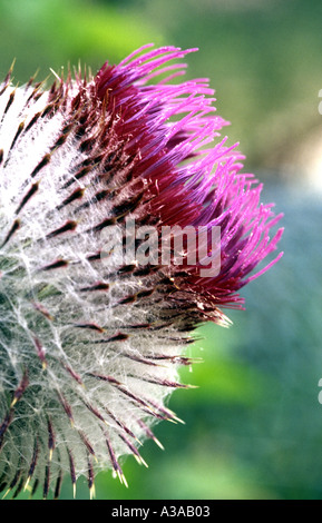 Chardon laineux Cirsium eriophorum capitule. Banque D'Images