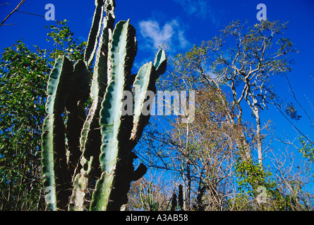 Caatinga, végétation sèche avec cactus et arbres à Chapada Diamantina, État de Bahia, nord-est du Brésil (Nordeste). Banque D'Images