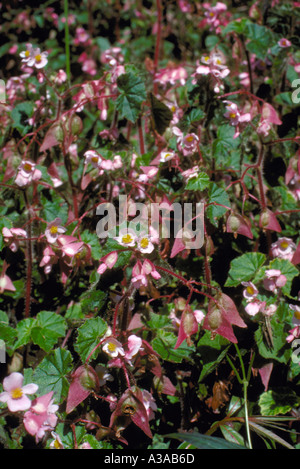 Begonia fischeri, une espèce rudérale qui pousse dans un habitat humain modifié. Forêt atlantique (Serra do Mar), État de São Paulo, Brésil. Banque D'Images