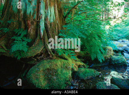 Hoh Rainforest dans le parc national Olympic Washington USA Banque D'Images