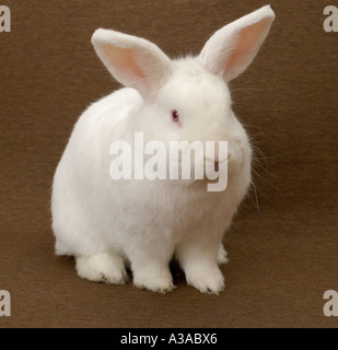 Lapin blanc Banque D'Images