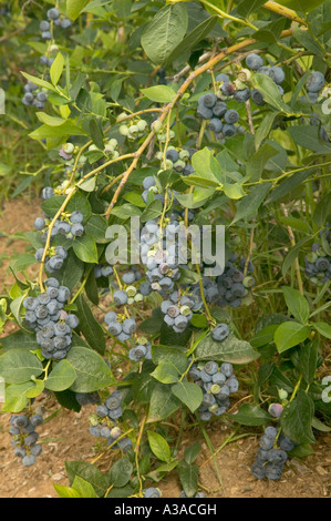 Les bleuets poussent sur bush 'Blue' variété précoce, en Californie Banque D'Images