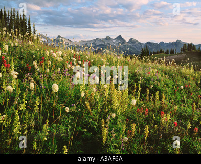 Mt Rainier National Park, Washington, États-Unis, Tatoosh Range, fleurs sauvages, lupin, indian paintbrush, bractées foliacées Furbish, la bistorte Montagne Banque D'Images