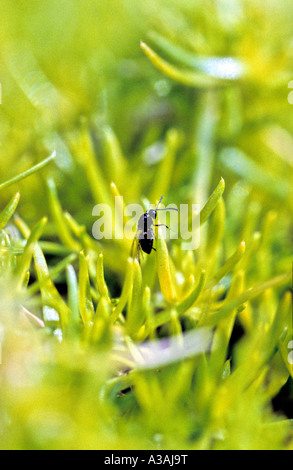 Noir ailé Ant Lasius niger insecte Jardin Banque D'Images