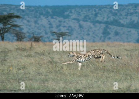 Cheetah à pleine vitesse alors que la chasse à la gazelle de Thomson, Réserve nationale de Masai Mara au Kenya Banque D'Images