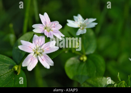 Forêt de Drumlanrig Wildflower Dumfries et Galloway Ecosse Banque D'Images
