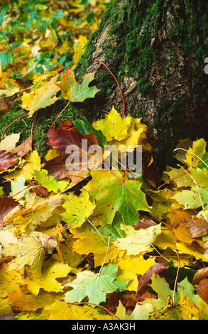 Les feuilles tombées de l'érable de Norvège (Acer pseudoplatanus) tapissent le sol à la base du tronc Banque D'Images