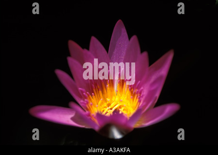 Fleurs, Water Lily Banque D'Images